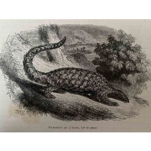 Pangolin De L'Inde