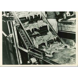 Frozen Food Industry - American Vintage Photograph