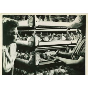 Cattle Feed - American Vintage Photograph