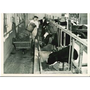 Hay Harvest - American Vintage Photograph