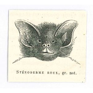 The Bat
