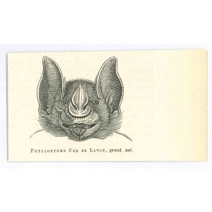 The Bat