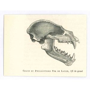 The Skull