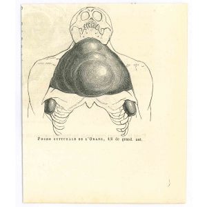 Poche Gutturale de l'Orange