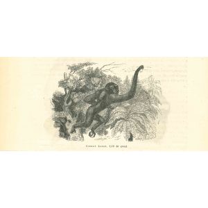 The Monkey