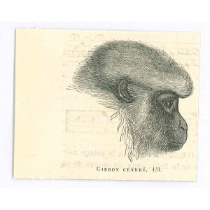 The Monkey