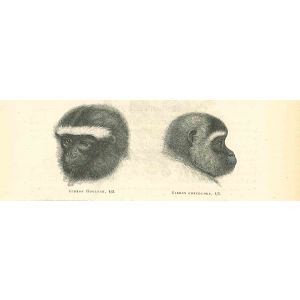 The Monkey