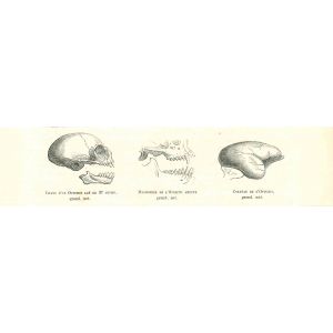 The Skull