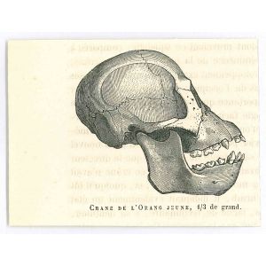 The Skull 