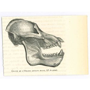 The Skull