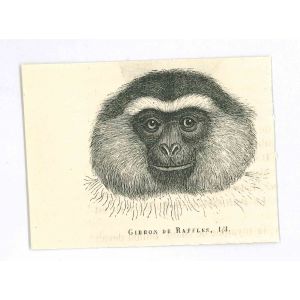 The Monkey