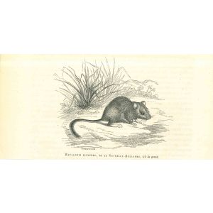 The Rat