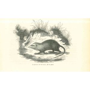 The Rat
