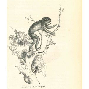 The Monkey