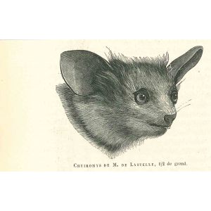Cheiromys 