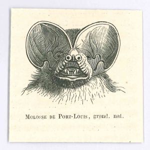 Molosse