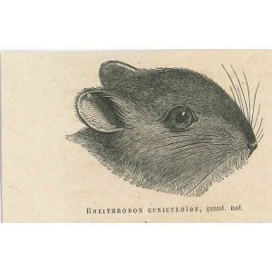 The Rat