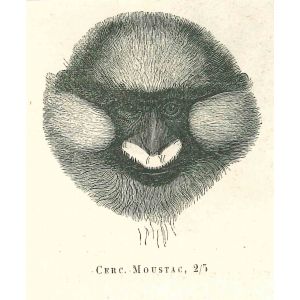 The Monkey
