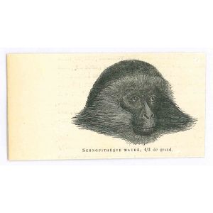 The Monkey