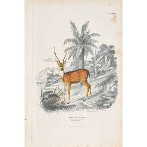 Paul Gervais - Deer - Modern Artwork