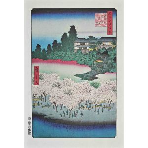 Cherry Blossoms