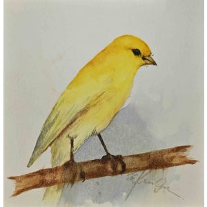 Yellow Canary