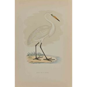 Great White Heron