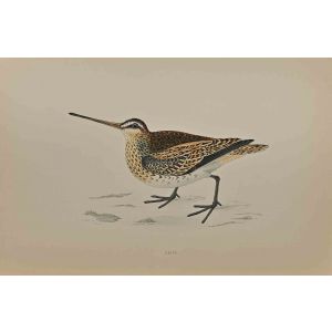 Snipe