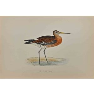 Black-Tailed Godwit