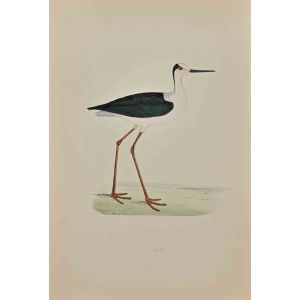 Ibis