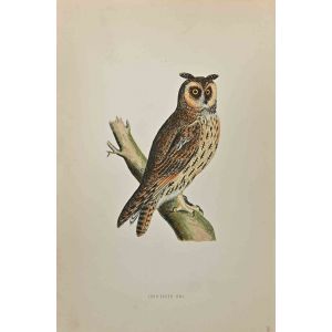 Long-Eared Owl