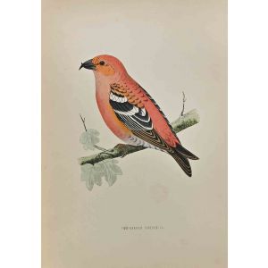 Two-Barred Crossbill
