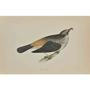 Missel Thrush