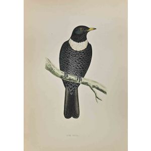 Ring Ouzel