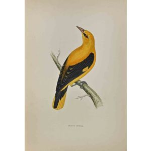 Golden Oriole