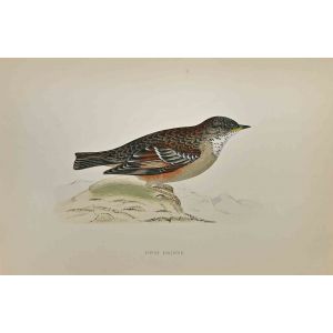 Alpine Accentor