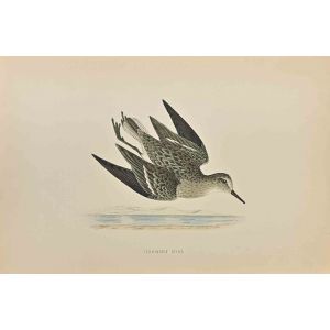 Temminck's Stint