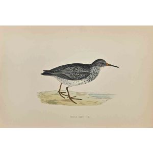 Purple Sandpiper