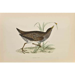 Spotted Crake