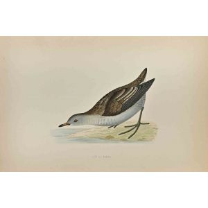 Little Crake