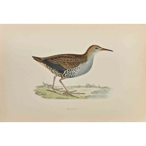 Water-Rail