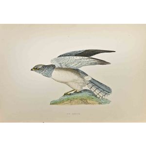 Hen Harrier