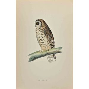 Short-Eared Owl