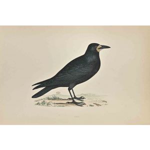 Rook