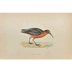 Curlew Sandpiper