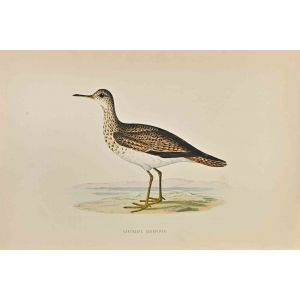 Bartram's  Sandpiper