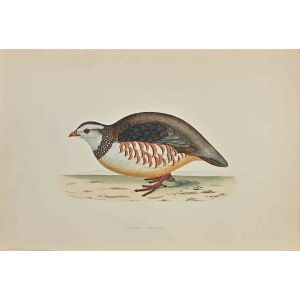 Barbary Patridge