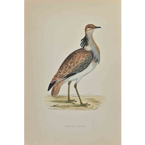 Macqueen's Bustard