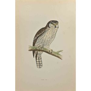 Hawk Owl