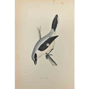 Grey Shrike